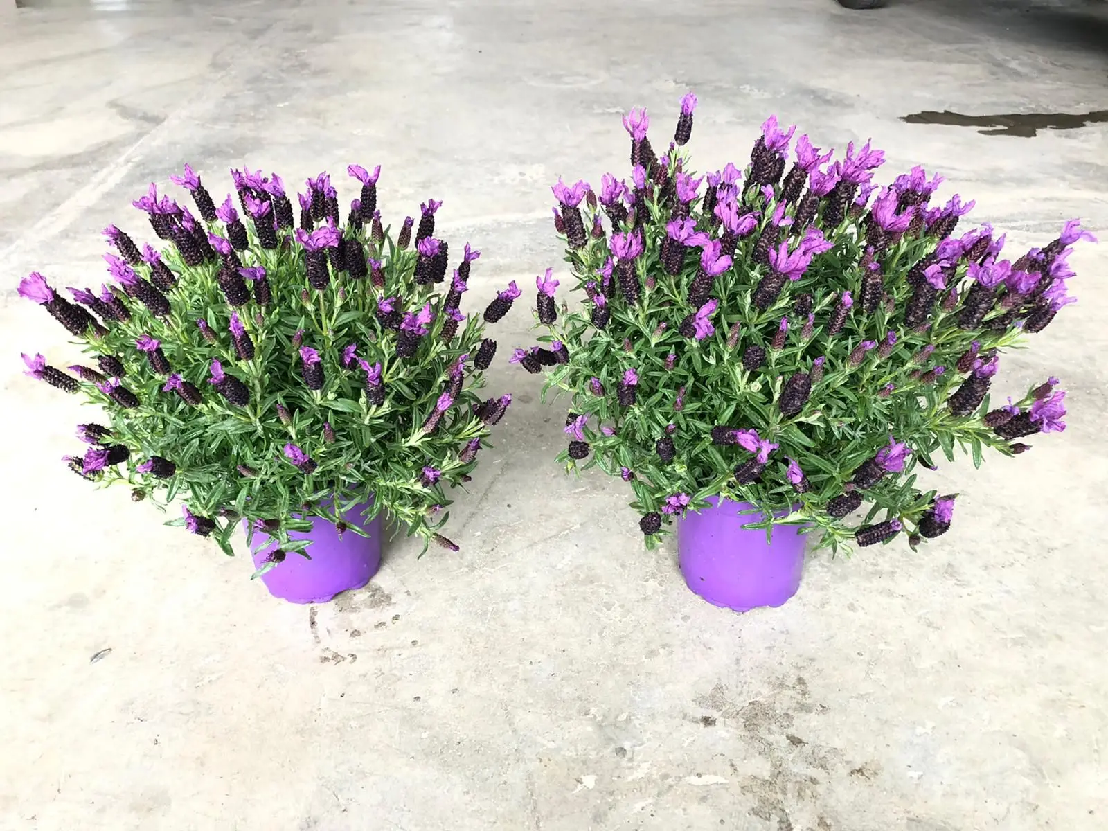 Il segreto per coltivare la lavanda in vaso: ecco l’errore che tutti fanno sul balcone