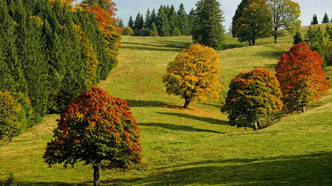Le piante più antiche del mondo: ecco quali sono e dove trovarle